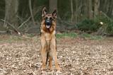 BERGER ALLEMAND 1015